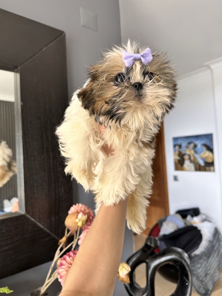 Shihtzu femea miniatura excelente