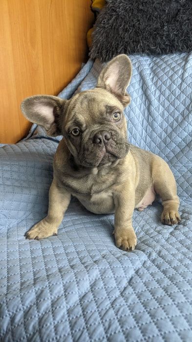 Хлопчик французький бульдог