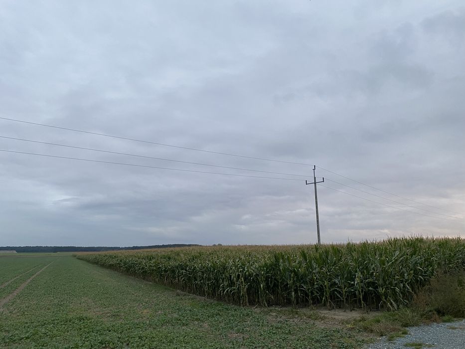 Kukurydza na kiszonke