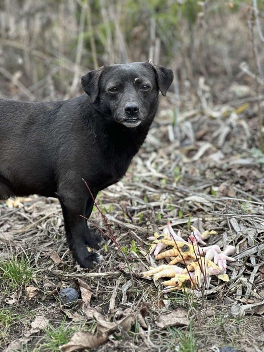 Шукаємо найкращу сімʼю для Жучка! Безкоштовно віддамо!