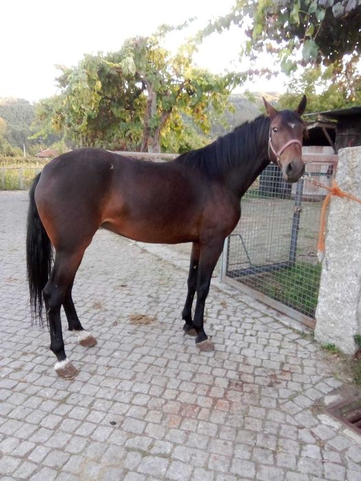 Egua 4 anos muito mansa