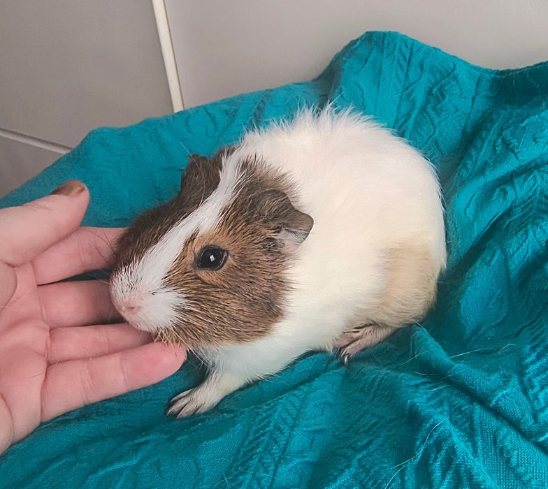 Świnki morskie rozetki i gładkie