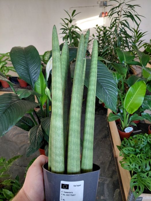 Sansevieria cylindrica, Sansewieria cylindryczna 42cm WYSYŁKA