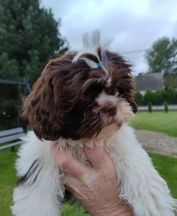 Szczeniak SHIH-TZU
