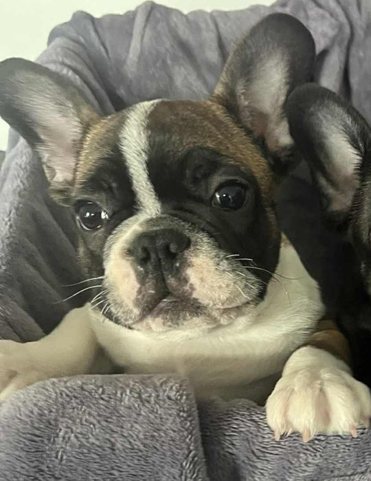 Buldog francuski cudny piesek