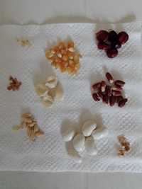 Kit sementes meloa laranja, pimento doce, physalis, milho