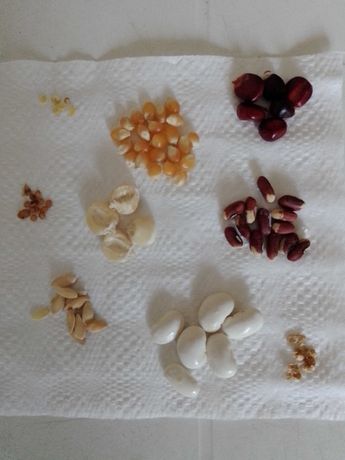 Kit sementes e plantas de meloa laranja, pimento doce, physalis, milho
