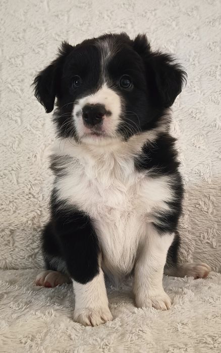 Border collie  FCI chłopiec czarno biały FCI zkwp
