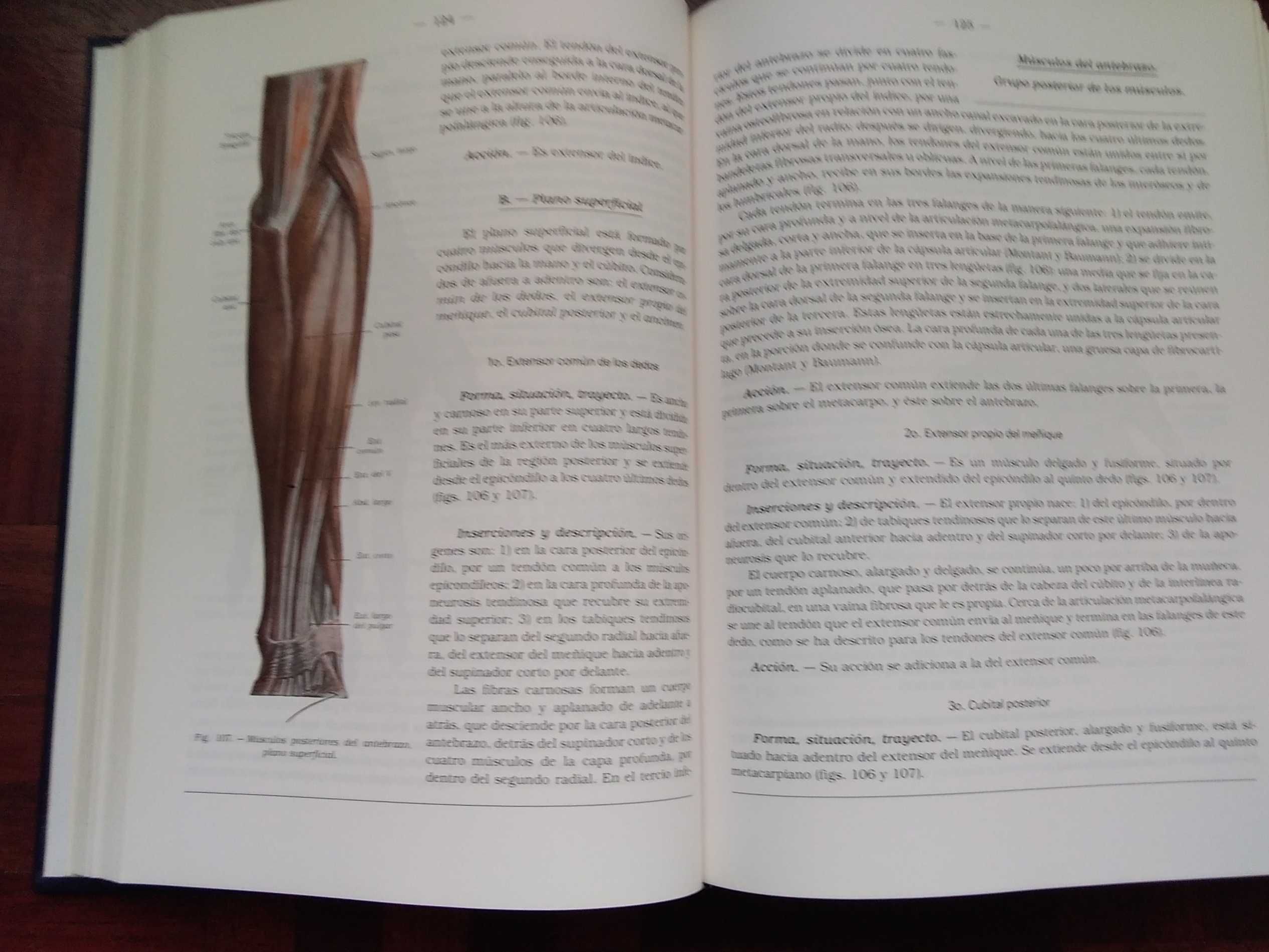Anatomia Humana Descriptiva, Topografica Y Funcional, Rouviere Delmas