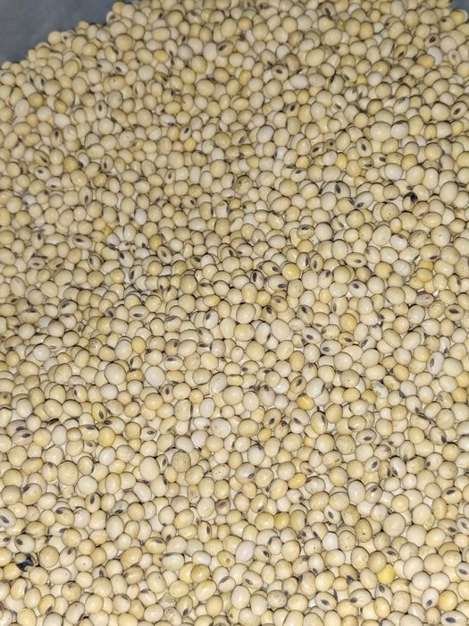 Семена сои под раундап