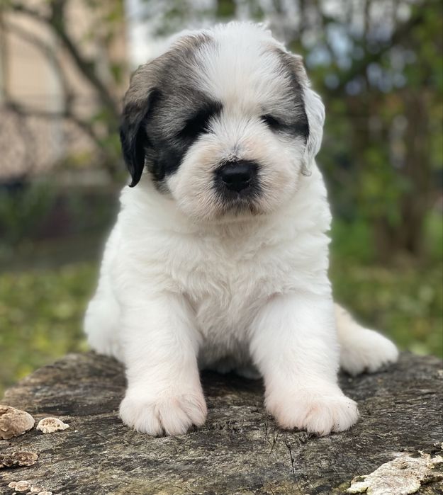 Owczarek rumunski mioritic. Hodowla Felix Pastor FCI.