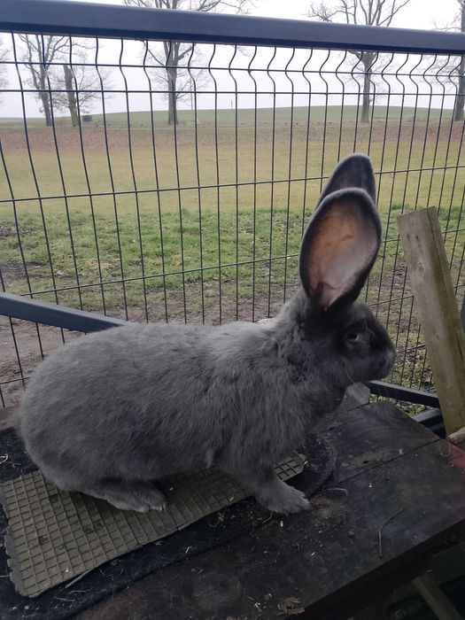 Olbrzym belgijski niebieski samica