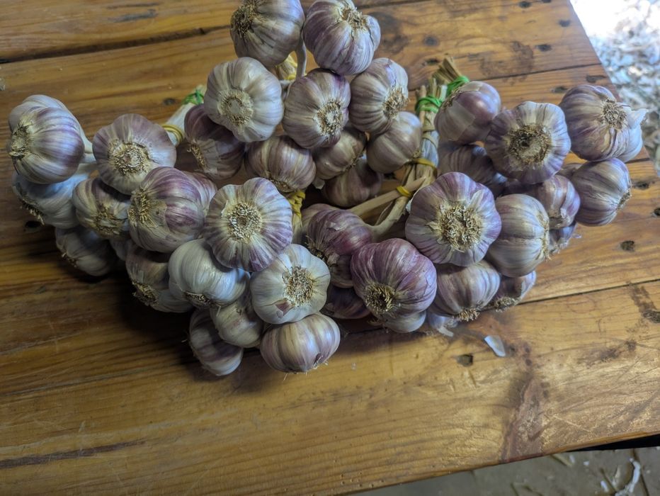 Czosnek Harnaś pęczki 80 szt