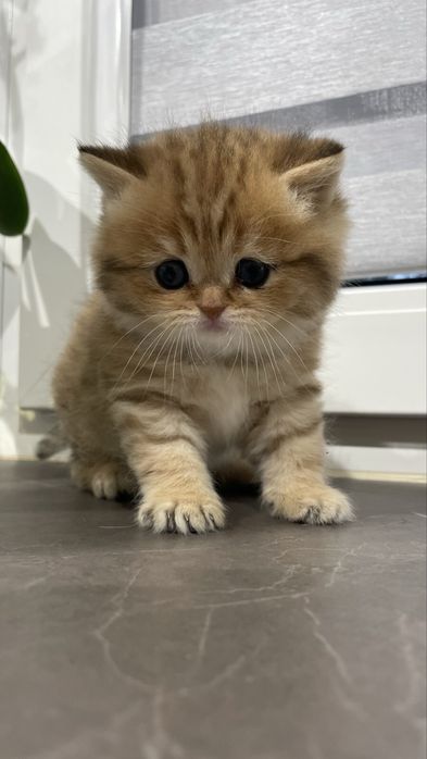 Кошеня шотландська шиншила