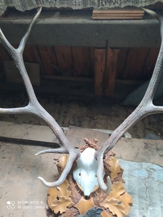 Роги оленя з різьбленою дошкою