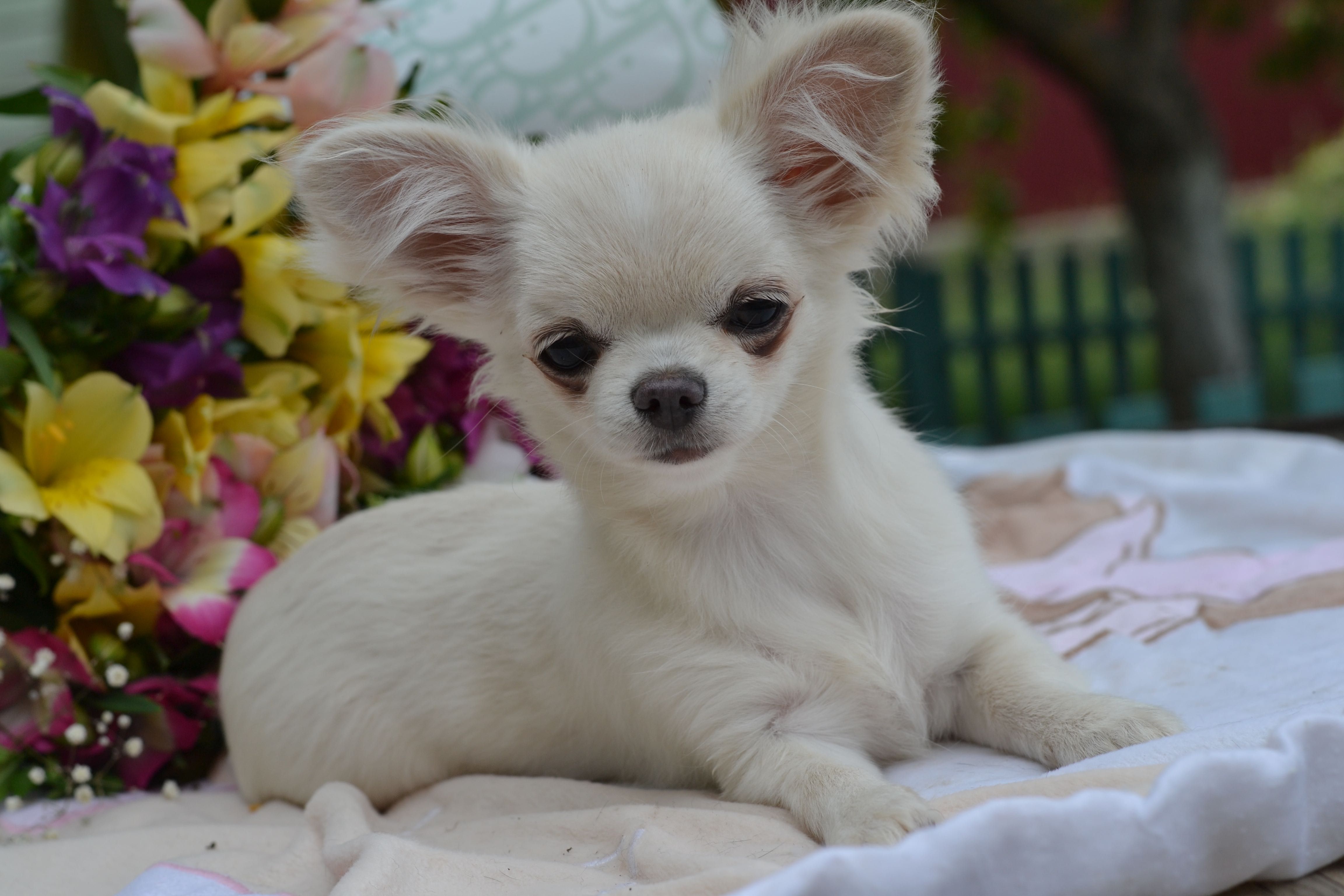 Dziewczynka chihuahua
