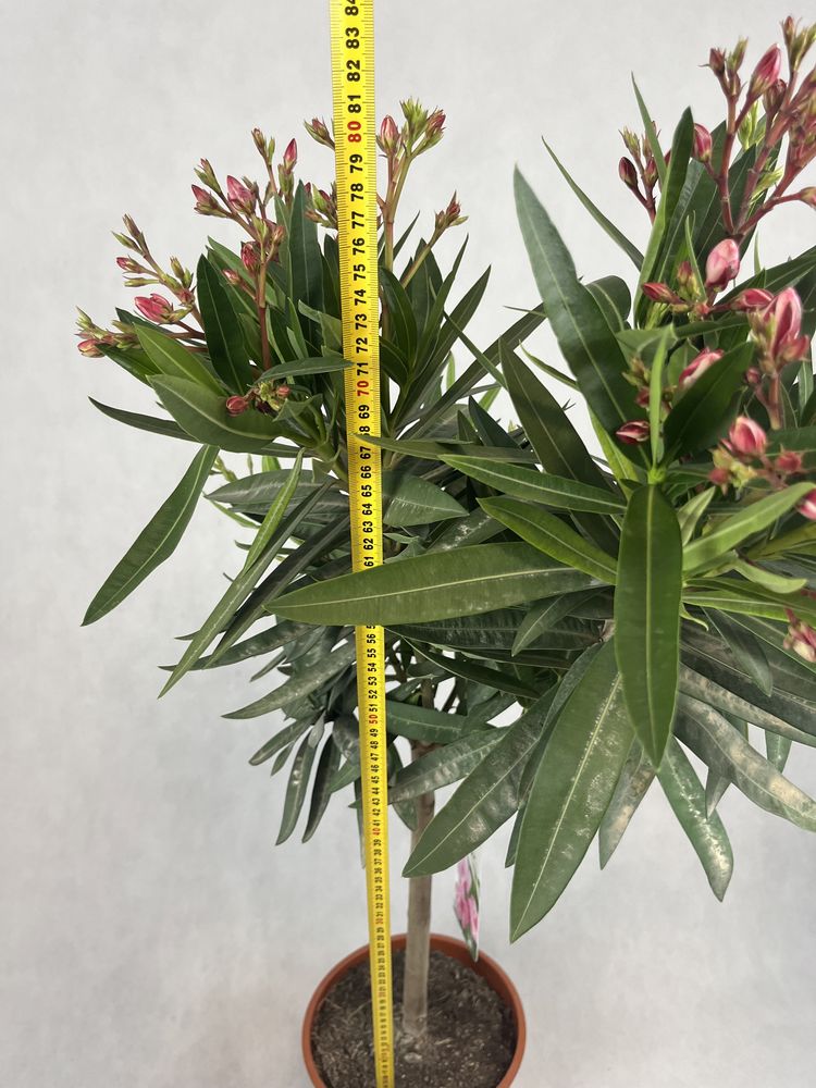 Oleander na pniu różowy kalisz wysyłka