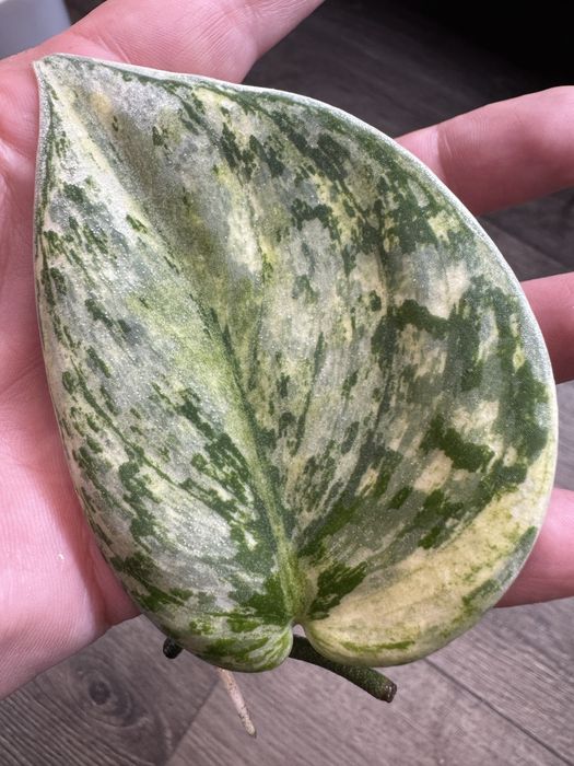 Scindapsus Exotica Hologram - pędówka