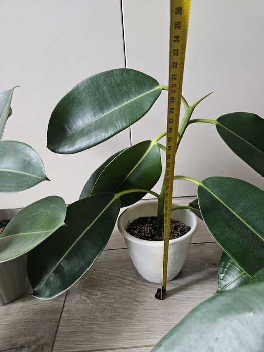 Фікус з великим листям. Саджанець посаджений у вересні 2025р