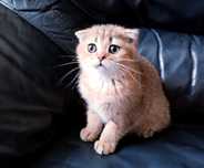 Шотландская кошечка