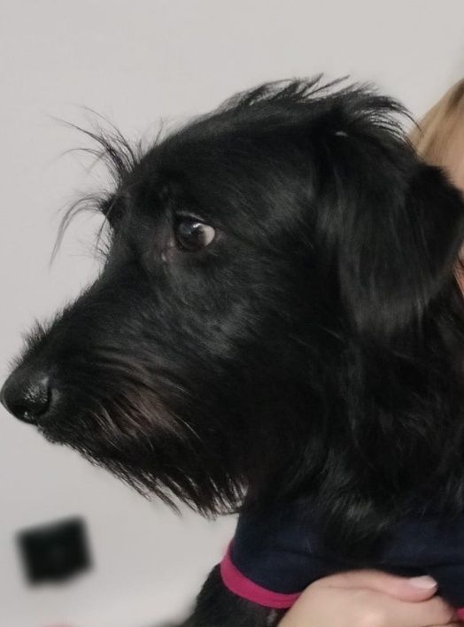Zaginęła Ulka młoda suczka
