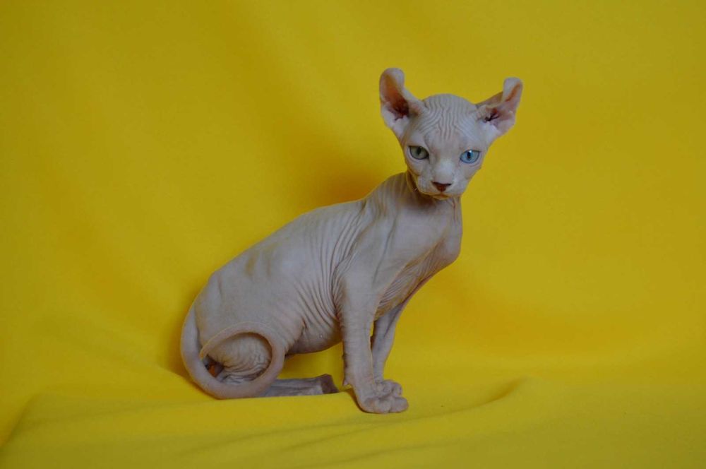 Даймонд - Різноокий хлопчик породи Ельф