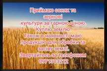 Викуп оренда землі. Куплю дорого зернові : соняшник, пшениця...