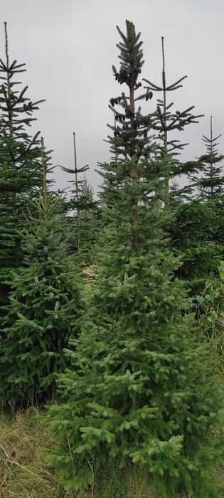 Świerk serbski Picea Omorika 100-300cm