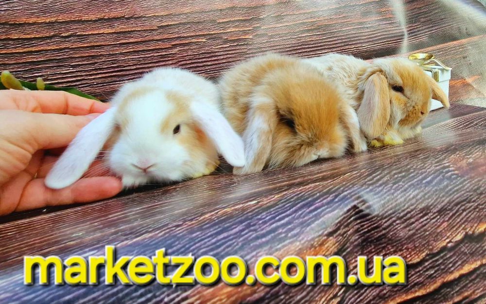 Неперевершені красунчики міні кролики висловухі баранчики,карликовые