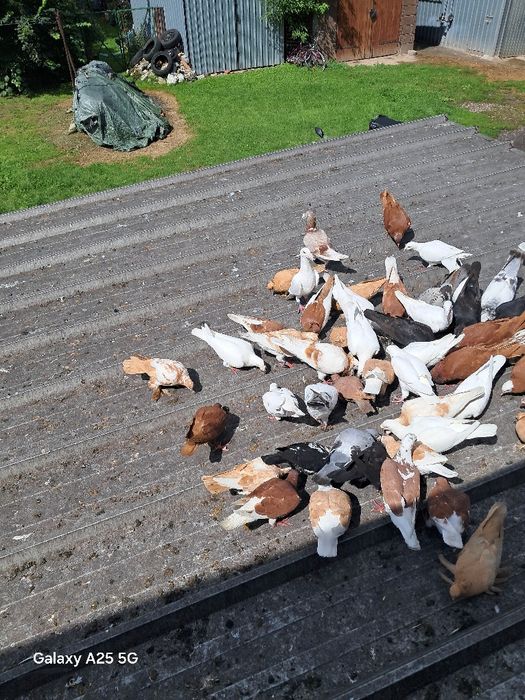 Sprzedam gołębie, likwidacja hodowli