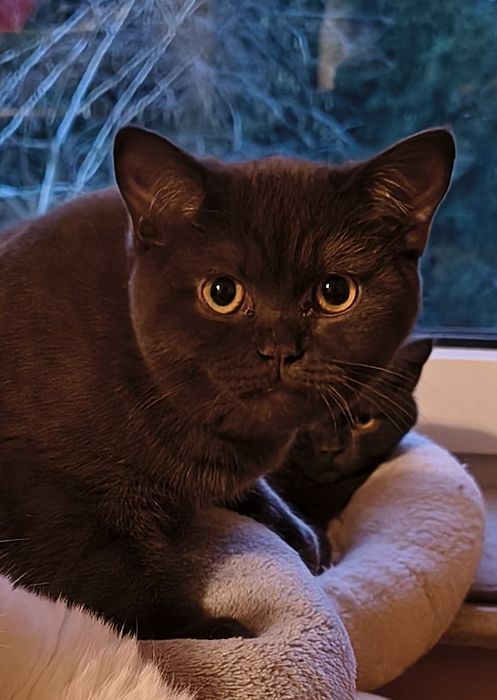 Cudowny kocurek brytyjski czekoladowy - rodowód FPL/FIFE