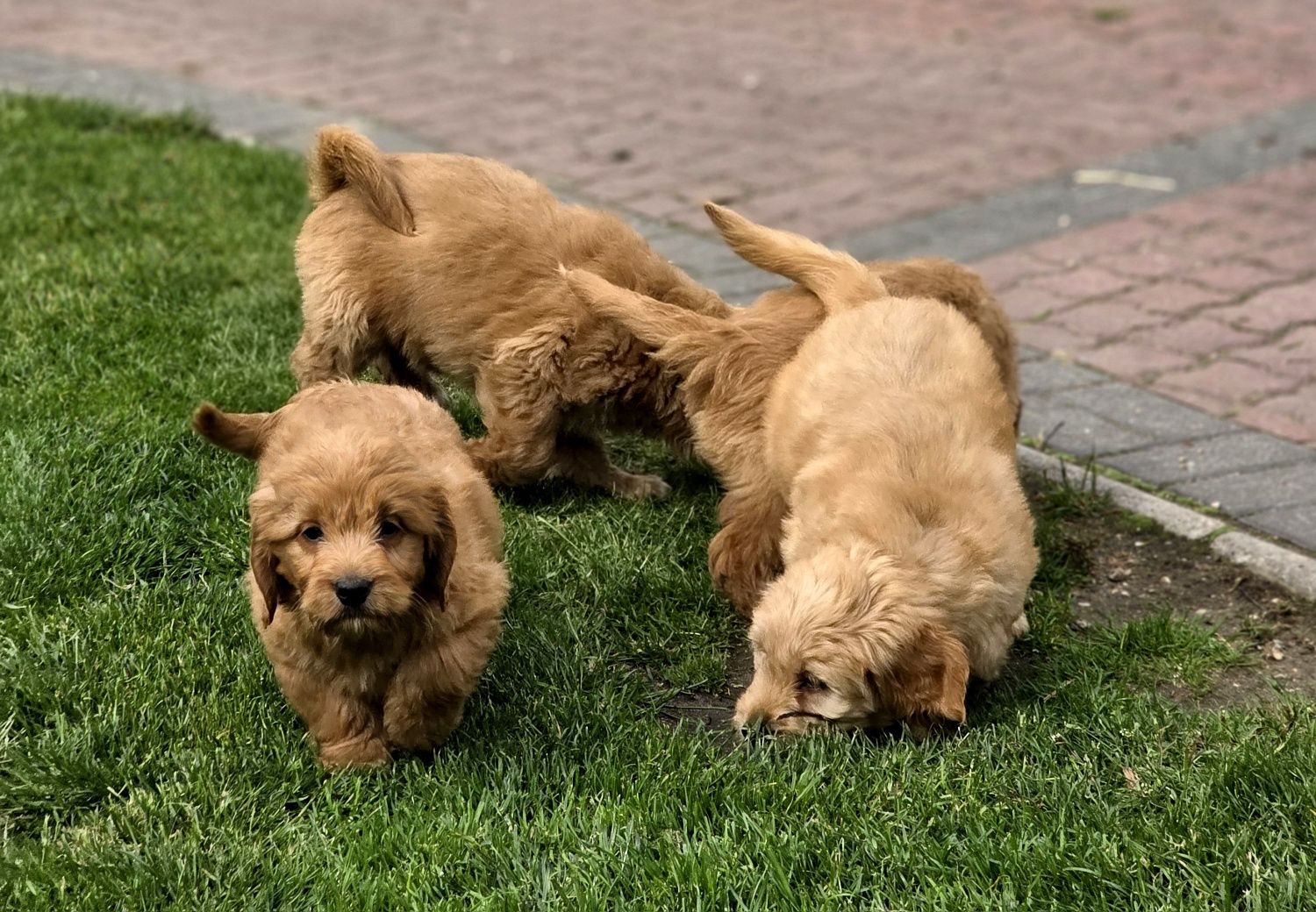 Goldendoodle suczka f1b medium i mini