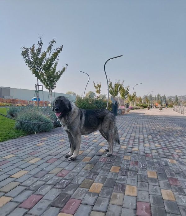 Кавказька вівчарка с документами