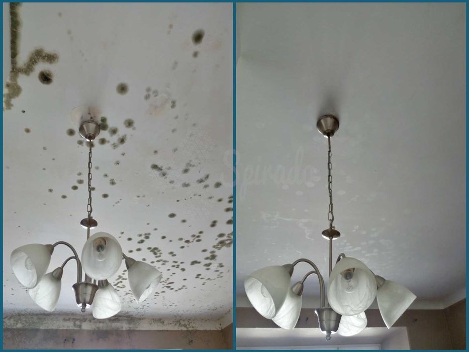 Usuwanie pleśni | Odgrzybianie ścian | Pomiar wilgotności | Termowizja