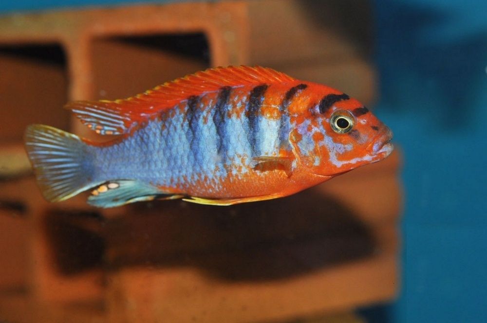 Pseudotropheus flavus Псевдотрофеус флавус Малавийские Цихлиды