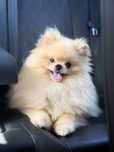 Reproduktor Pomeranian / Szpic miniaturowy