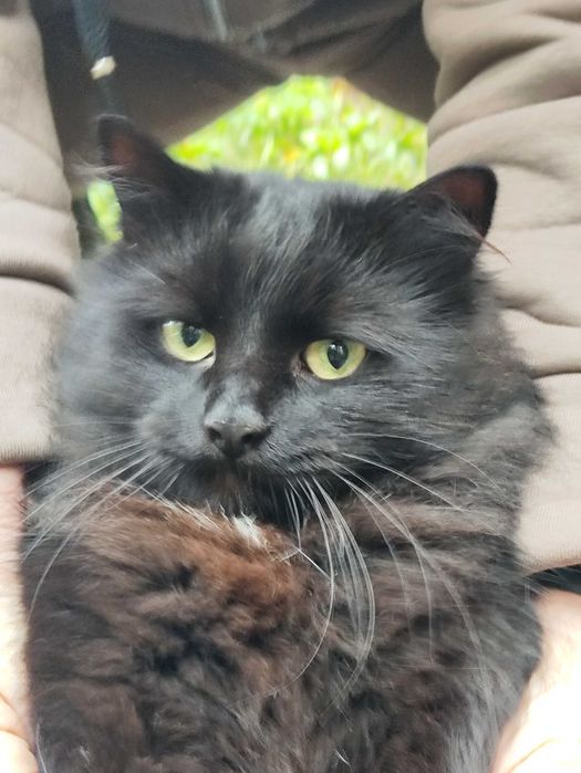 Кошенята/котята безкоштовно