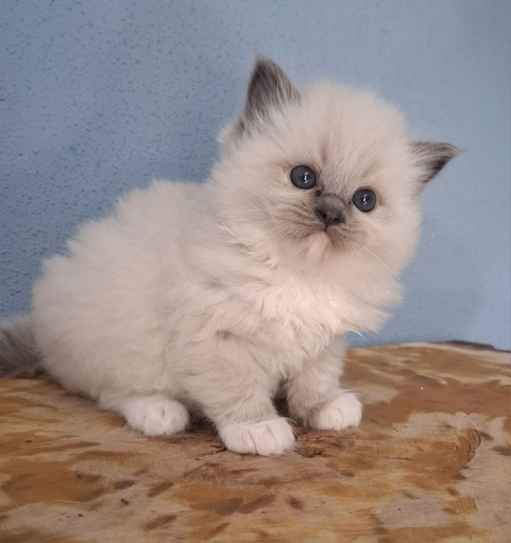 Kocurek blue mitted