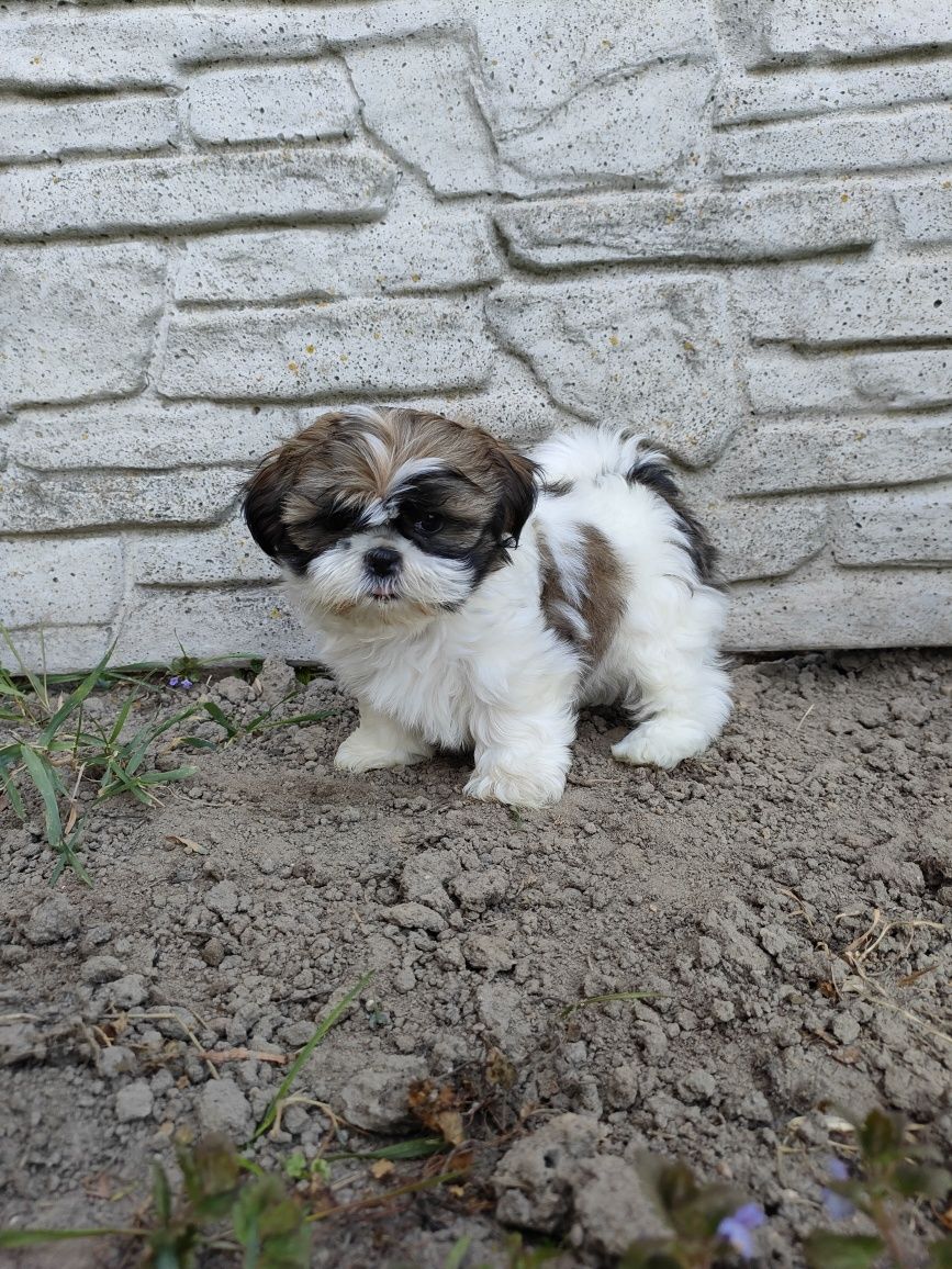 Shih-Tzu Szczenięta.  Ślicznie Odchowany Piesek.