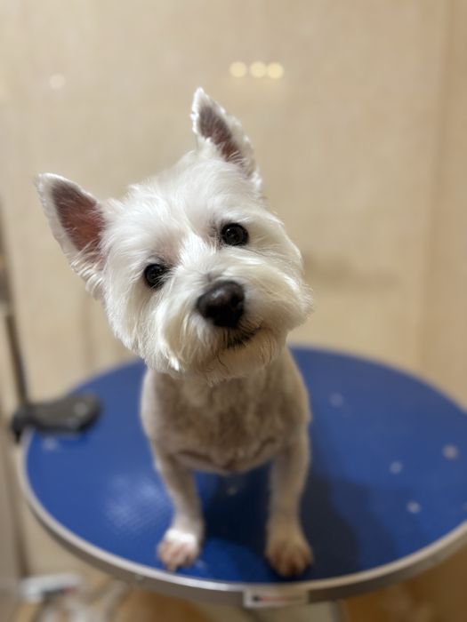 Groomer, strzyżenie i pielęgnacja psów, psi fryzjer Radom