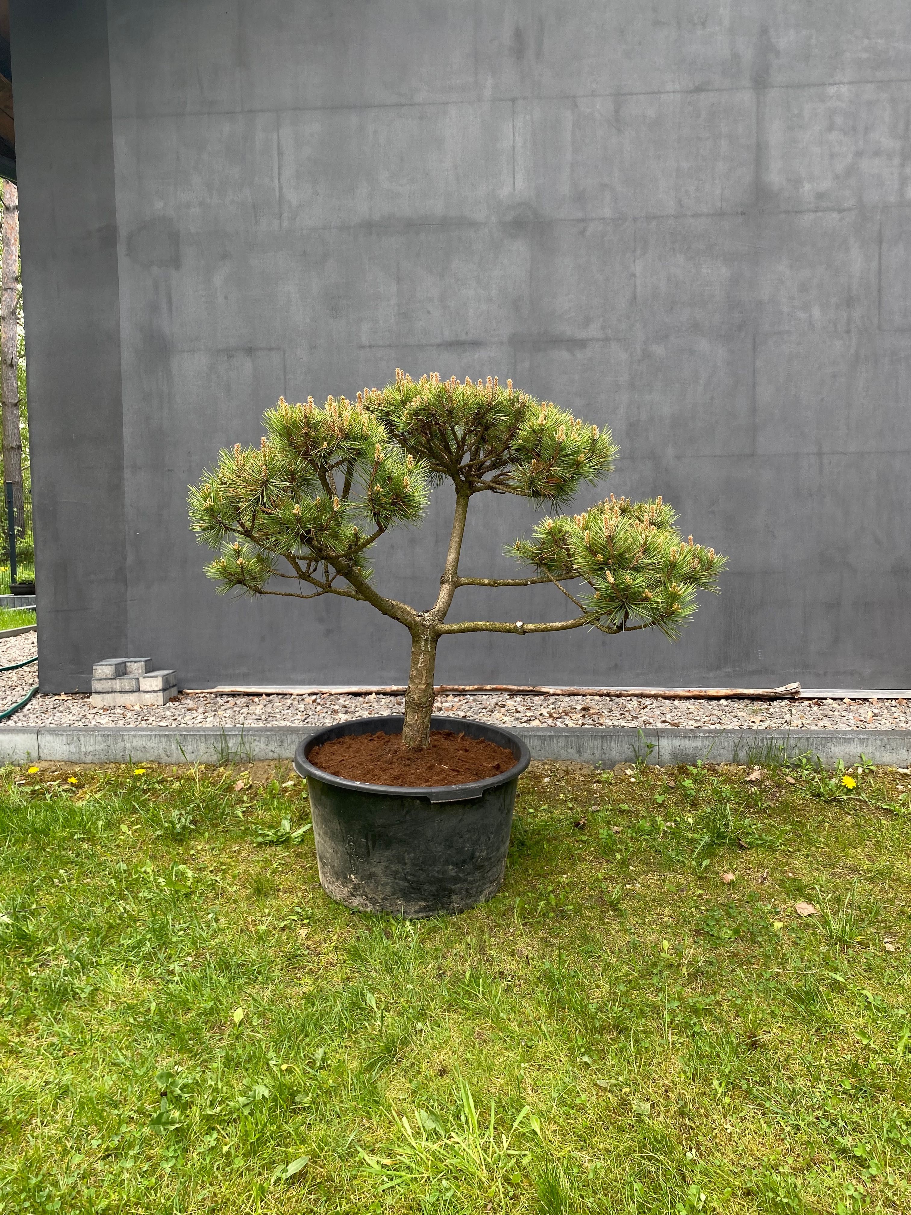Sosna górska kosodrzewina Bonsai Pinus Mugo