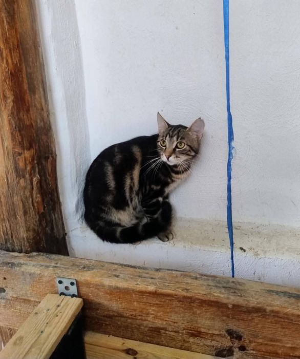 Jak bengal,uratowany kot w typie rasy,cudowny,młody,kociak,pokochaj