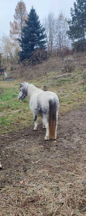 KLACZ kuc koń mały ok.115cm