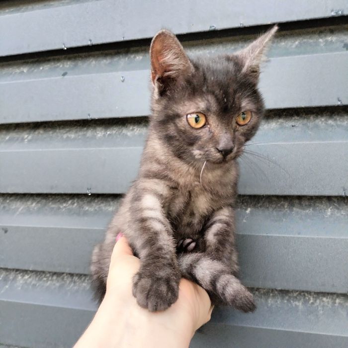 Кошеня в добрі руки!