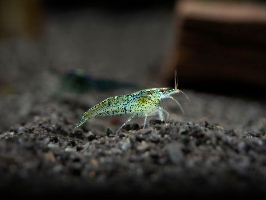 Neocaridina Davidi "wild" - camarões para aquário ou lago