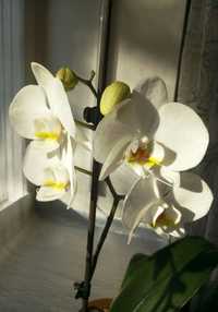 Орхидея White swan самовывоз Одесса