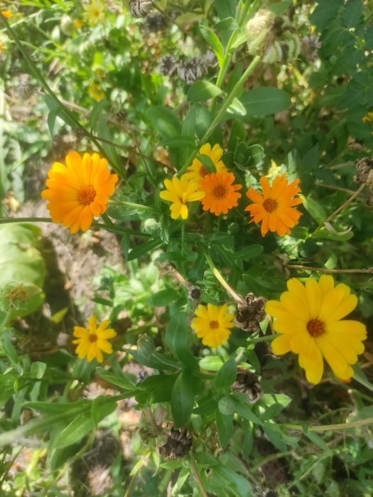 Обмен цветов,хмель