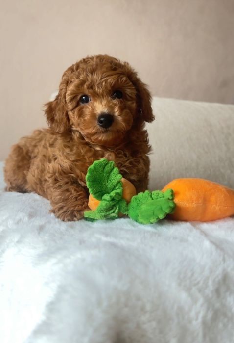 Пудель дуже гарні