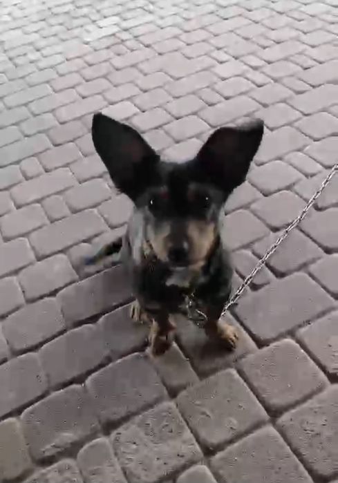 Piesek do oddania pilnie