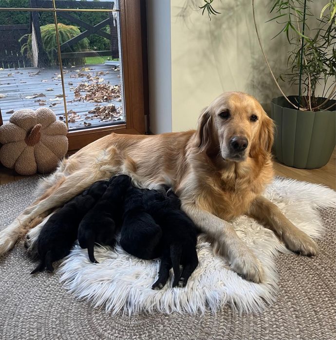 COLTRIEVER - mix Border Collie + Golden Retriever